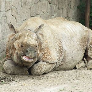 Indian rhinoceros, Nim