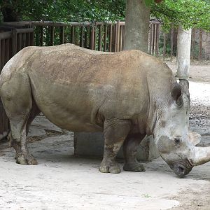 White rhinoceros