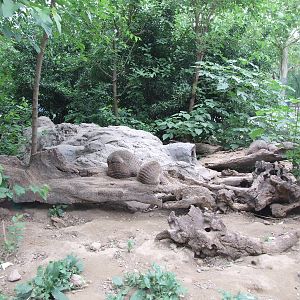 Banded mongoose (Mungos mungo) exhibit