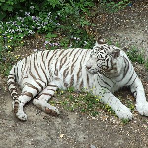 White Bengal tiger