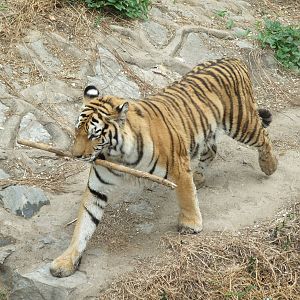 Siberian tiger carrying a stick