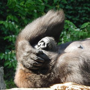 May. 2014 - Gorilla World - Getting Real Tired of the Sun