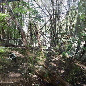 May. 2014 - Jungle Trails - Black-and-white Ruffed Lemur Exhibit