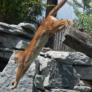 May. 2014 - Cat Canyon - Leaping Joseph