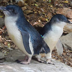 May. 2014 - Childrens Zoo - Little Penguins