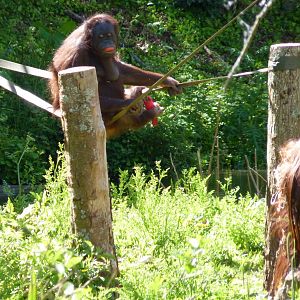 Bornean Orangutans, 14 May 2014