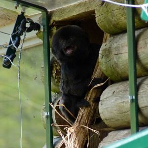 Goeldi's Monkey, 14 May 2014