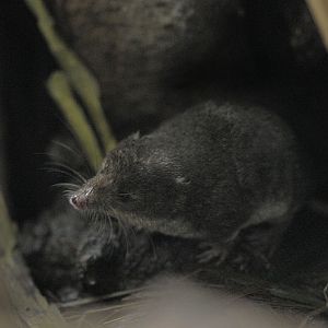Water shrew