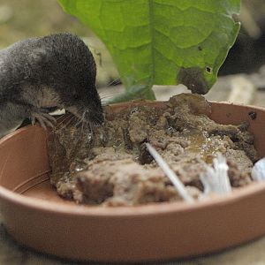 Water shrew feeding