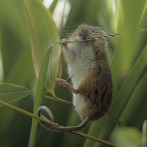 Harvest mouse gymnastics