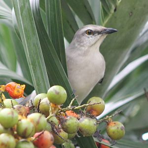 Northern mockingbird