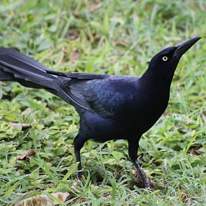 Grackle species
