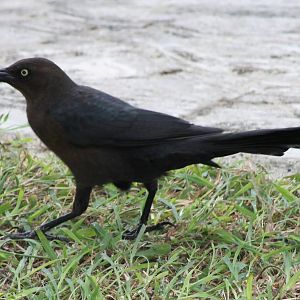 Great-tailed grackle