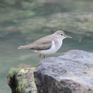 Spotted sandpiper