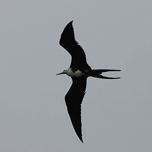 Magnificent frigatebird