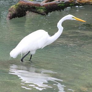 Great egret