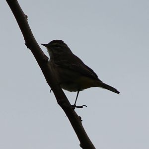 Warbler ID