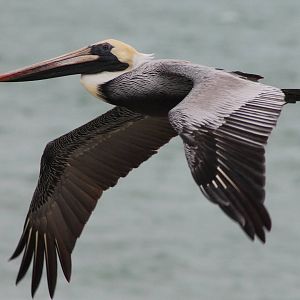 Brown pelican