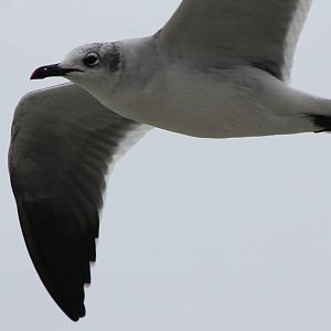 Gull ID
