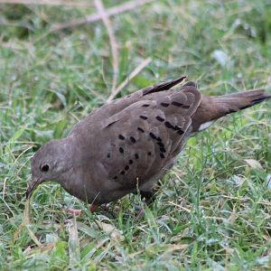 Ground dove