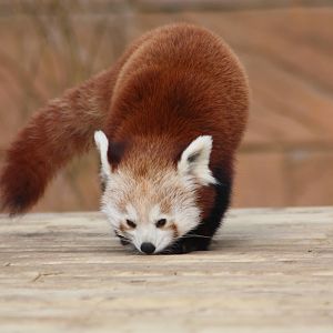 Red Panda, 21st February 2014