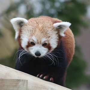 Red Panda, 21st February 2014