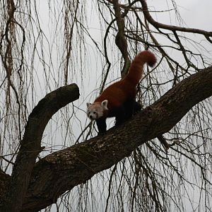 Red Panda, 21st February 2014