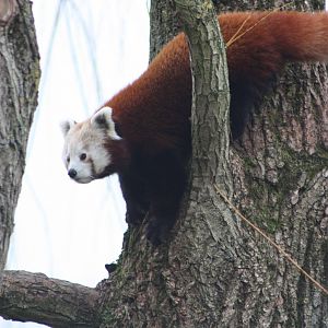 Red Panda, 21st February 2014