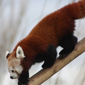 Red Panda, 21st February 2014