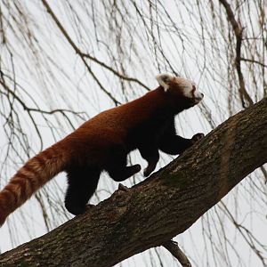 Red Panda, 21st February 2014