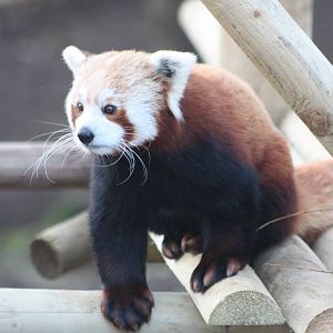 Red Panda, 21st February 2014