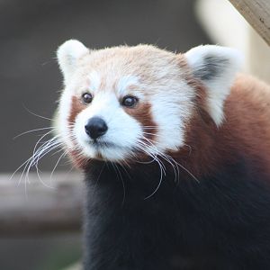 Red Panda, 21st February 2014