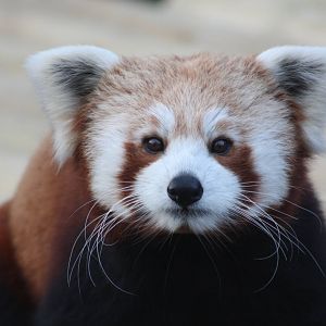Red Panda, 21st February 2014