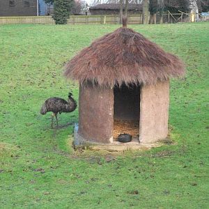 Where the Cockatoos chewed, 27th December 2013