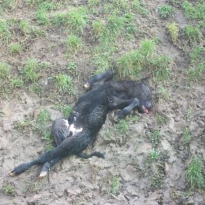 Breakfast for the Lions, 21st February 2014