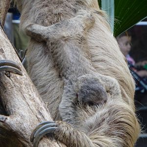 sloth 3-4 days old