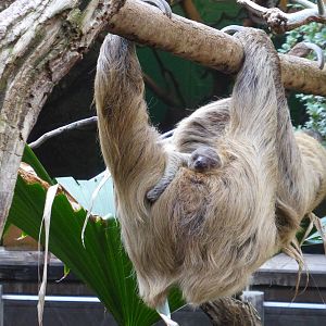 sloth 3-4 days old