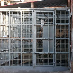 Umbrella Cockatoo in Keepers' Yard, 3rd January 2014