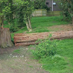 A bit of history has fallen, 6th May 2013