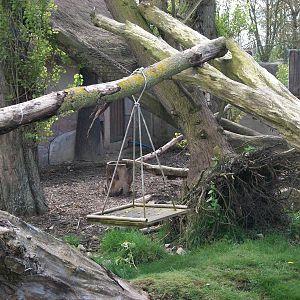Coati enrichment, 6th May 2014