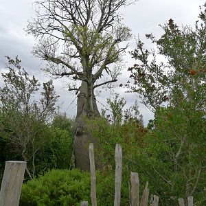 Boab tree & general landscaping
