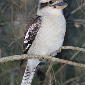 Kookaburra