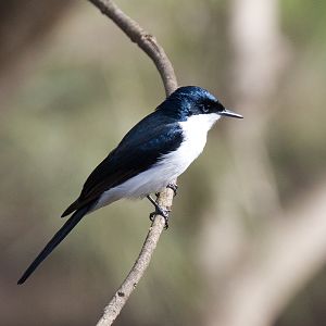 Restless Flycatcher