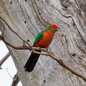 Australian King Parrot male