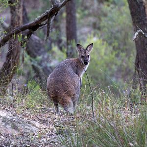 Rednecked Wallaby