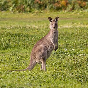 Eastern Grey Kangaroo