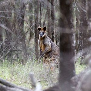 Swamp Wallaby