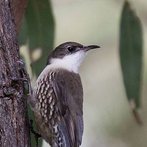 White-throated Treecreeper