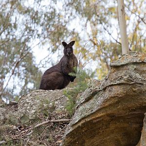 Wallaroo