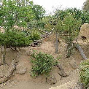 Meerkat enclosure